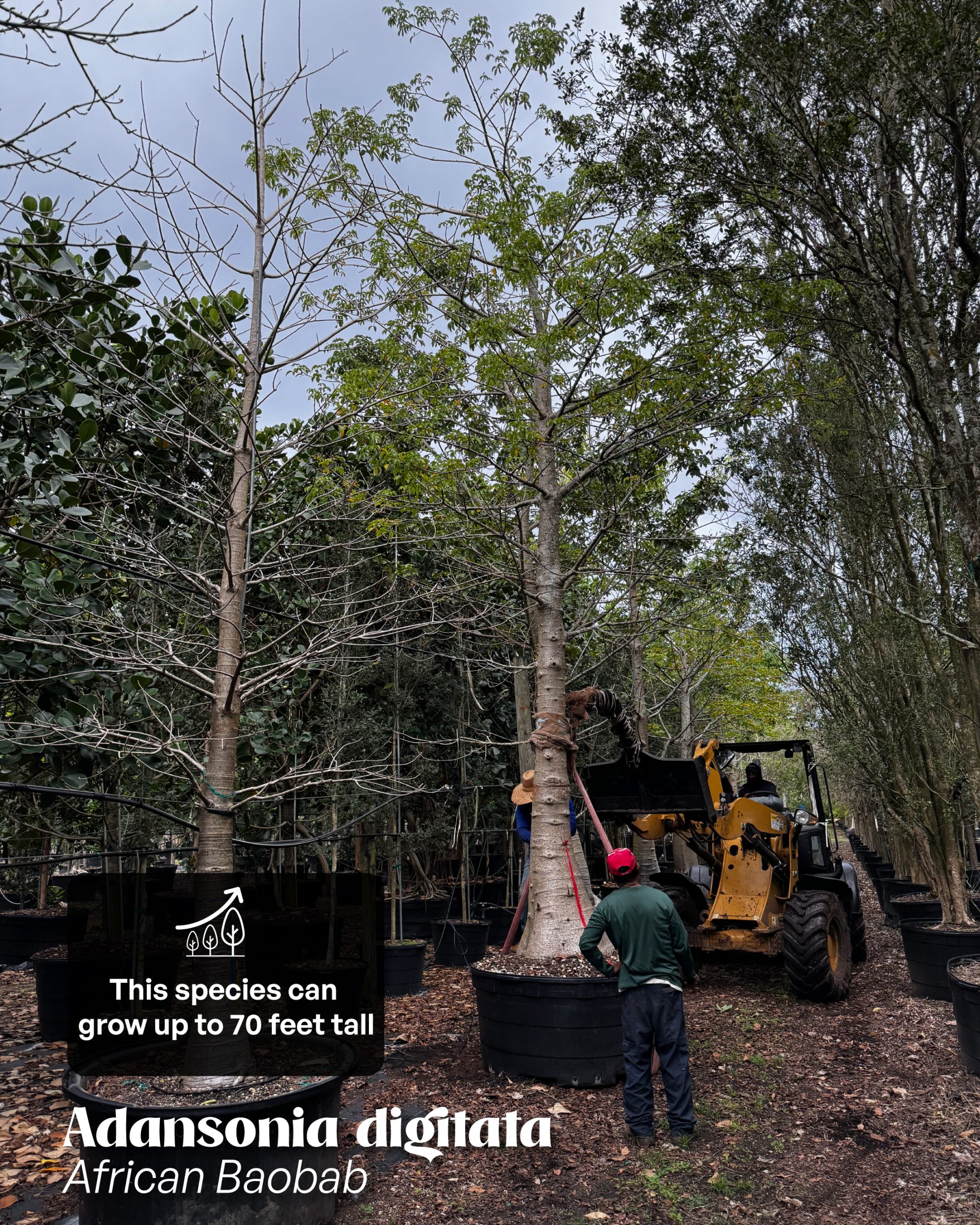 the gentle giant - African Baobab