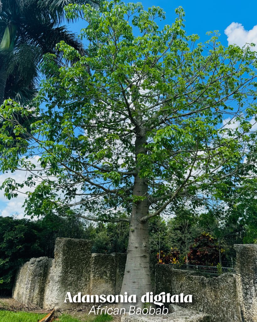 african baobab specimen