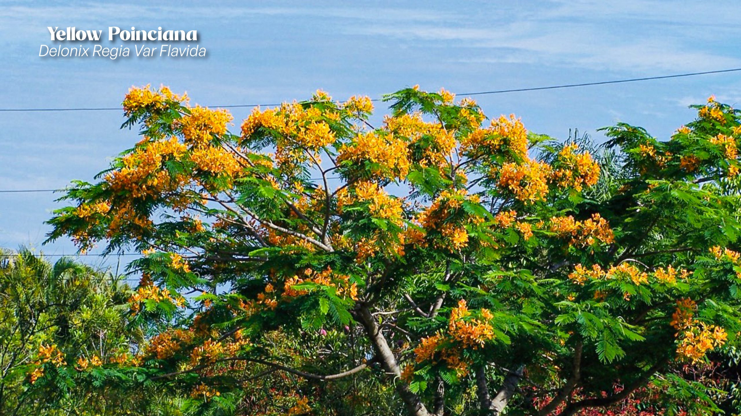 delonix regia var florida one of Florida's breathtaking tree with yellow flowers