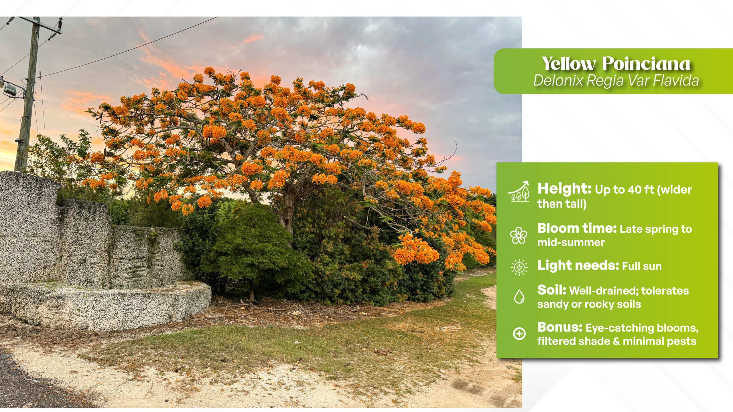 deloinix regia var yellow - yellow poinciana 