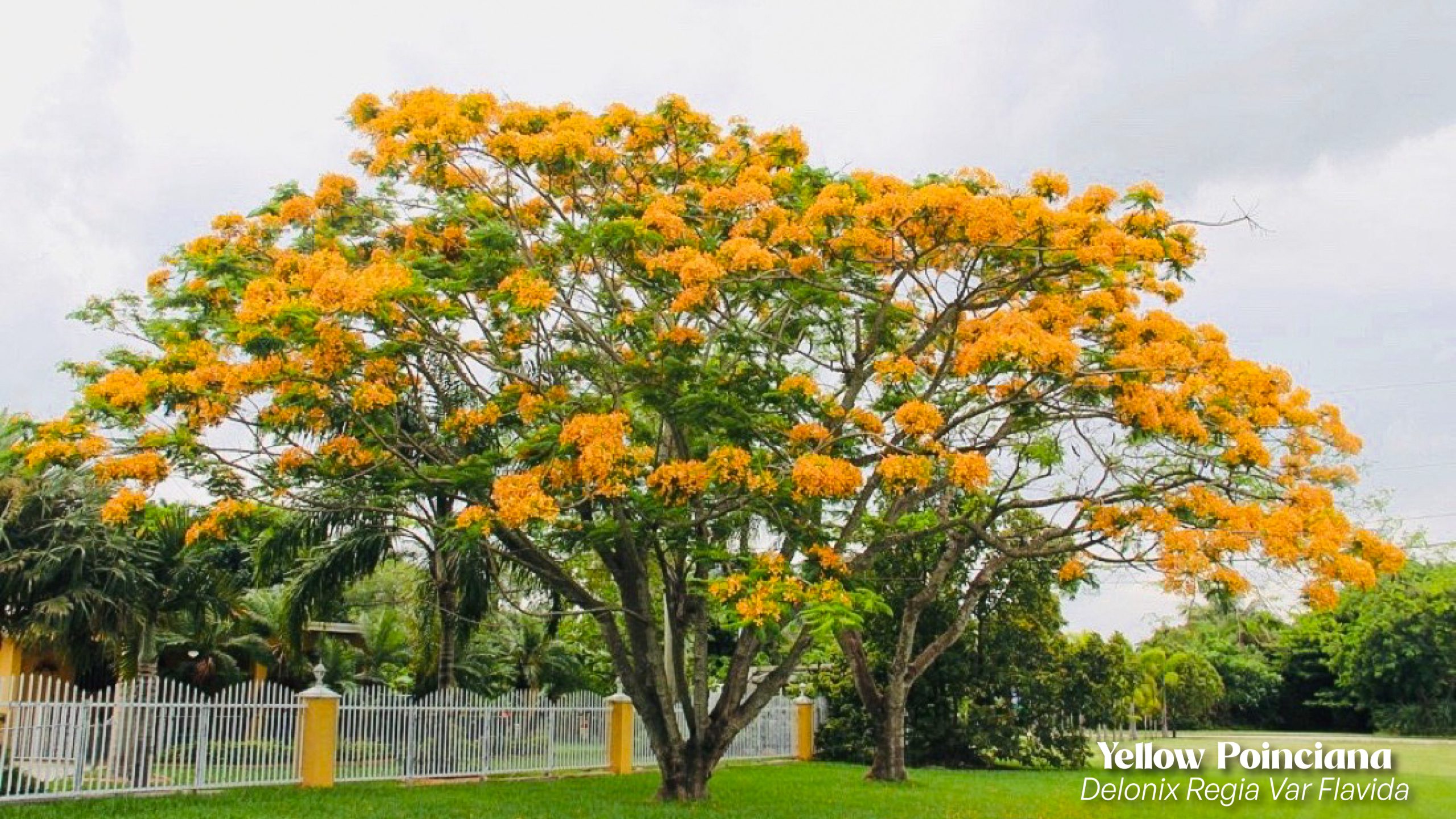 The Golden Twist on a Summer Classic yellow poinciana 