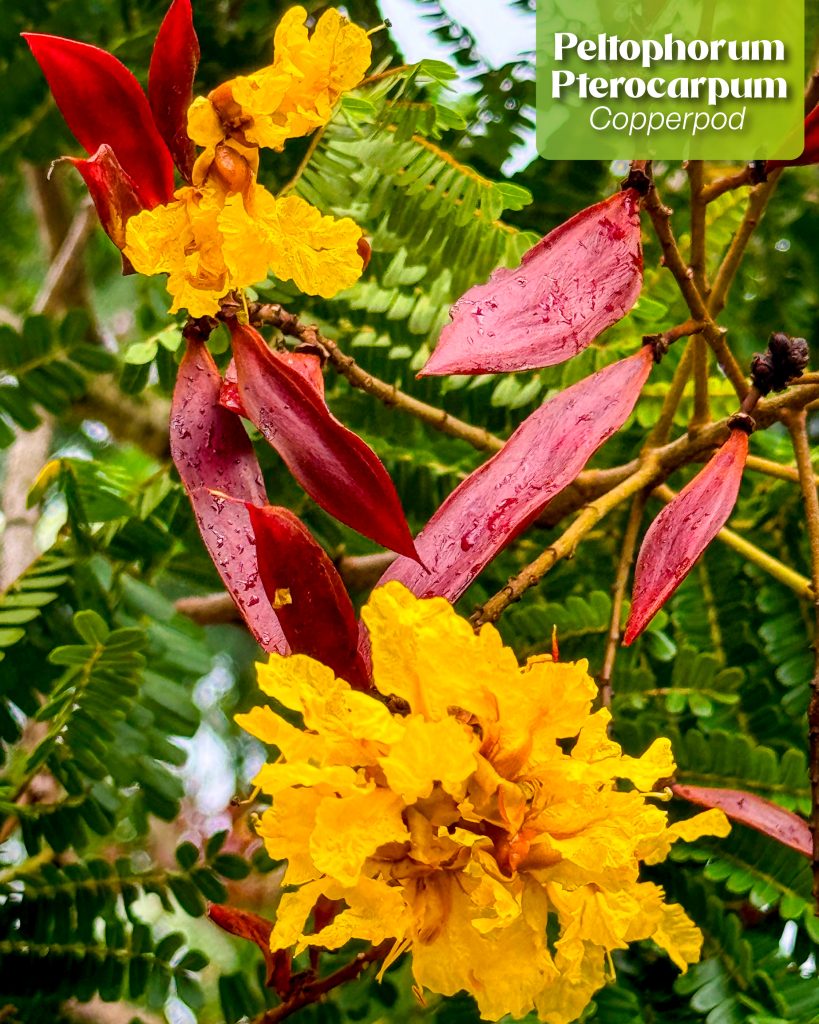 Peltophorum pterocarpum copperpod tree yellow flowers