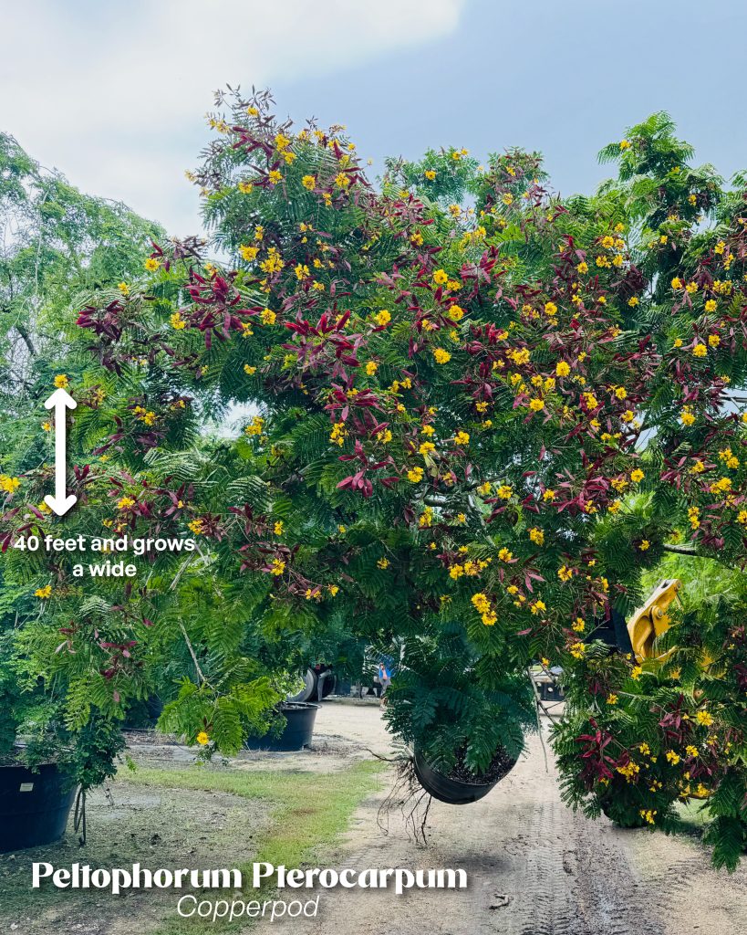 Peltophorum pterocarpum copperpod tree yellow flowers