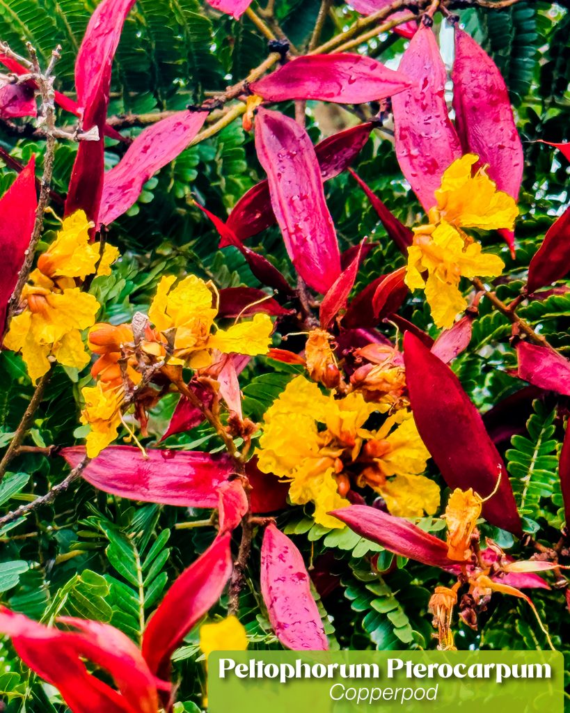 Peltophorum pterocarpum copperpod tree yellow flowers