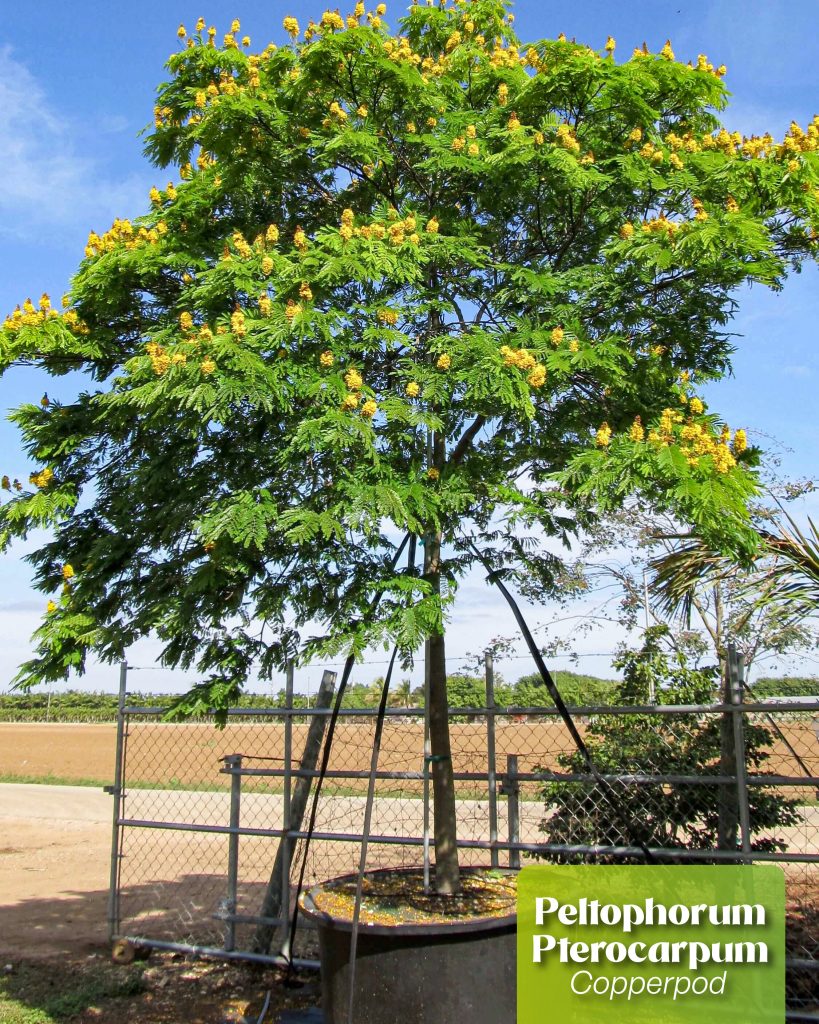 Peltophorum pterocarpum copperpod tree yellow flowers