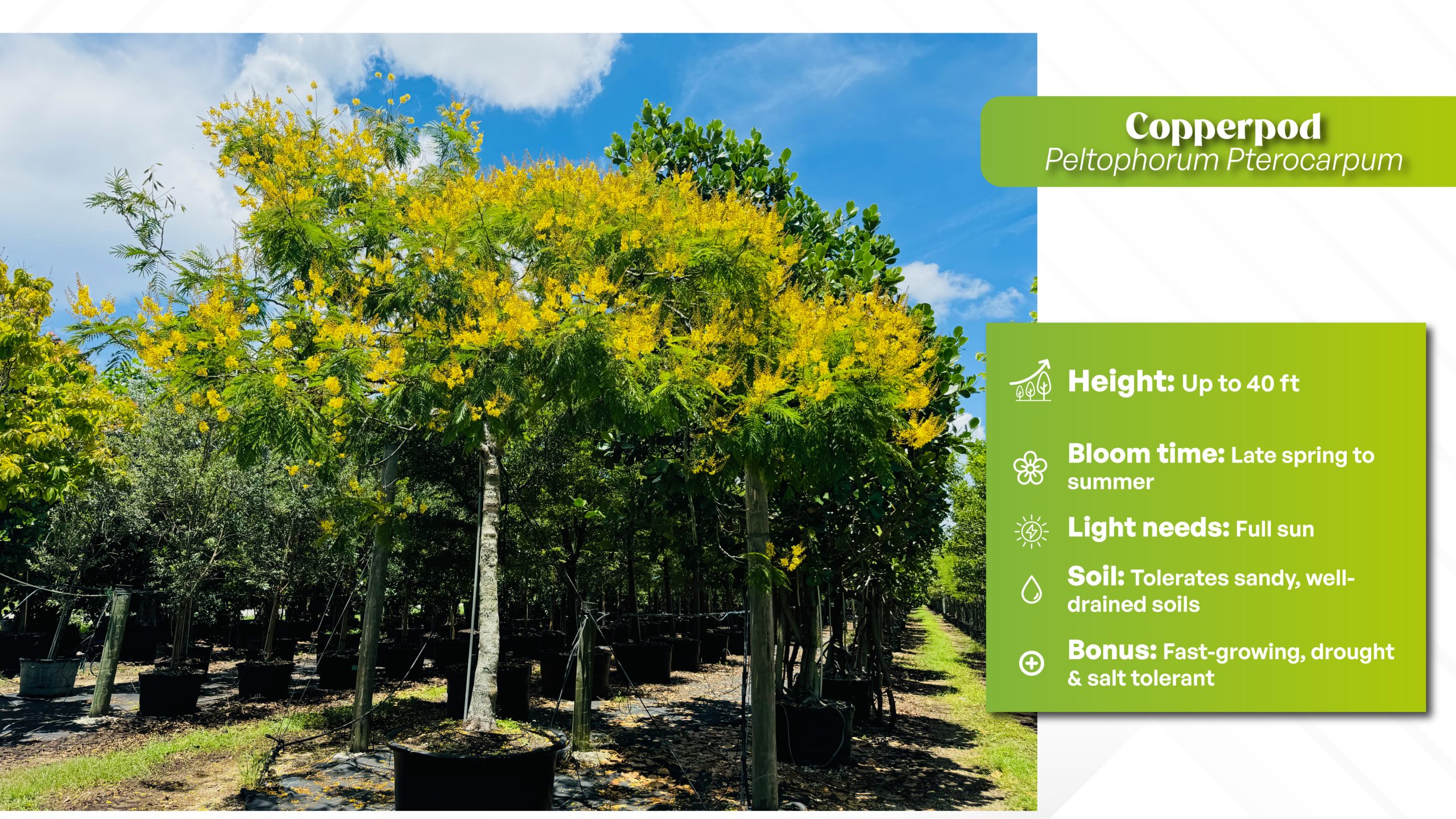 Peltophorum pterocarpum copperpod tree