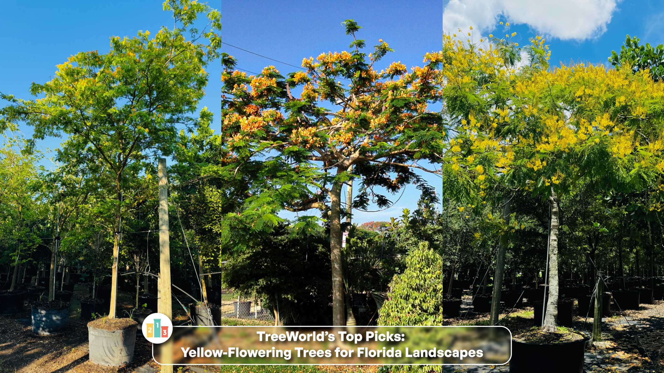tree with yellow flowers in florida