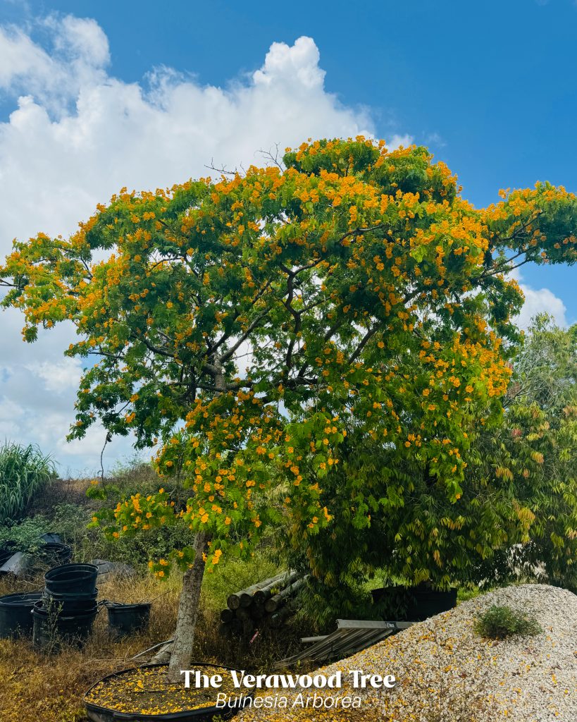 verawood tree bulnesia arborea