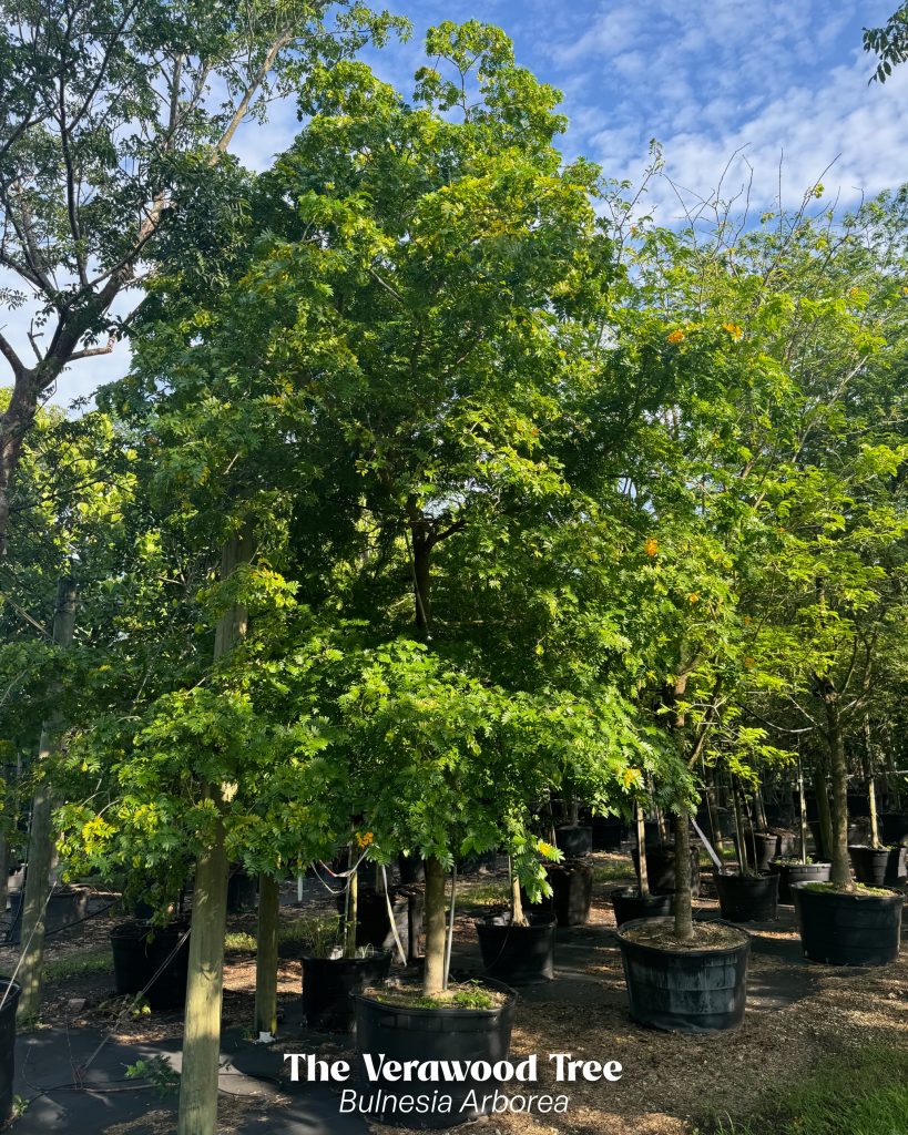 verawood tree bulnesia arborea tree with yellow flowers