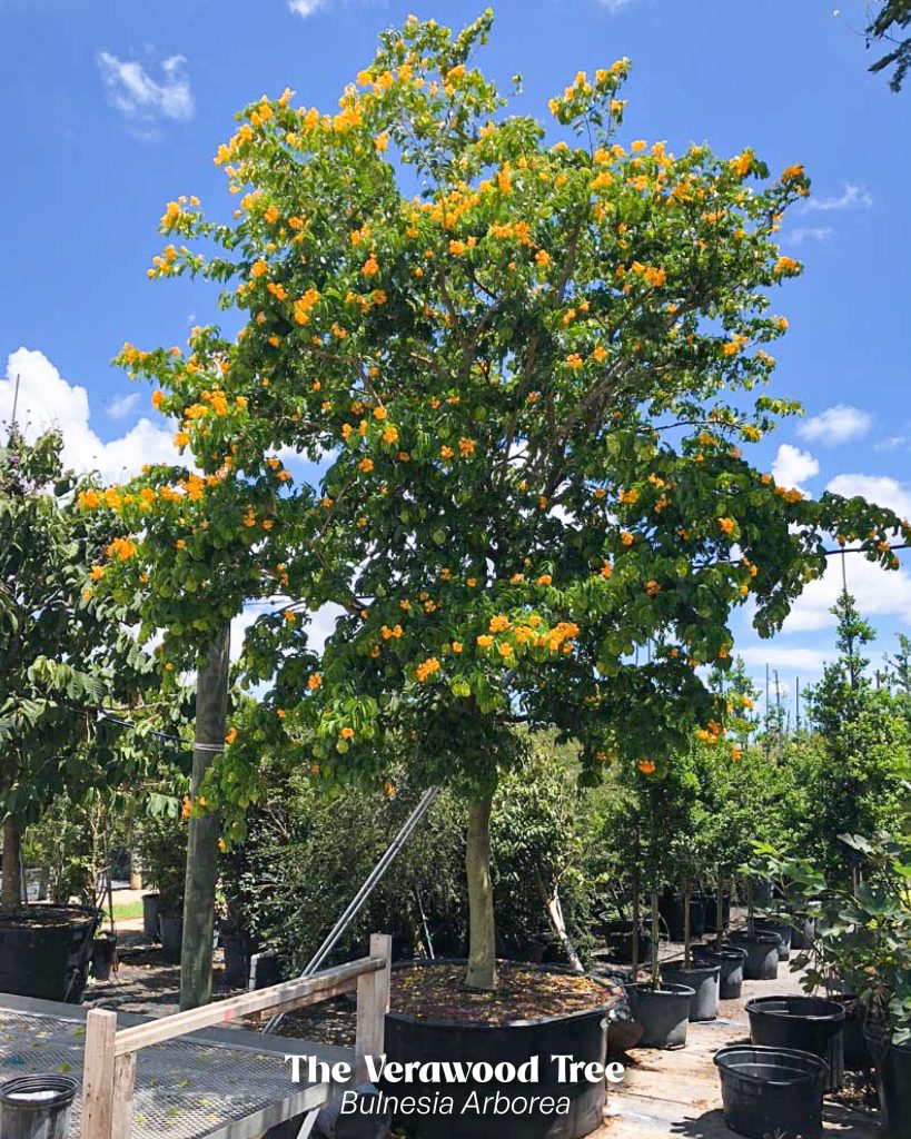 verawood tree tree with yellow flowers in florida