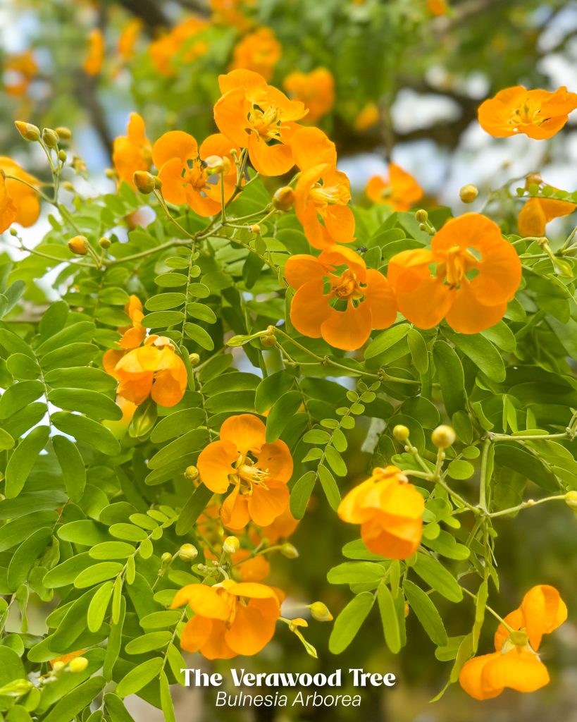 yellow flowers of the bulnesia arborea - verawood tree