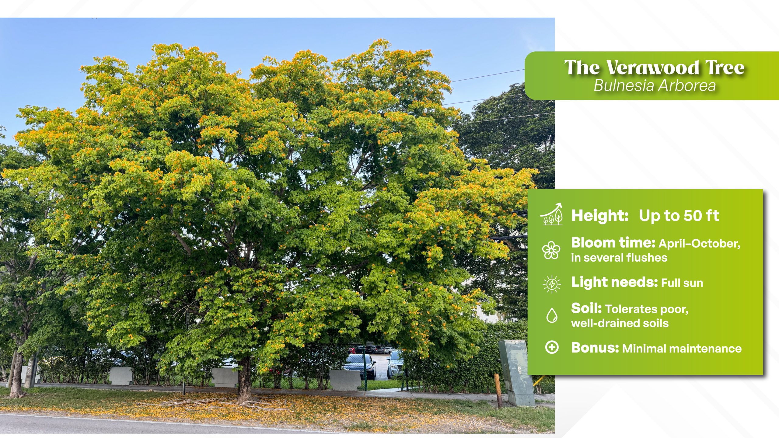 the verawood tree bulnesia arborea specimen