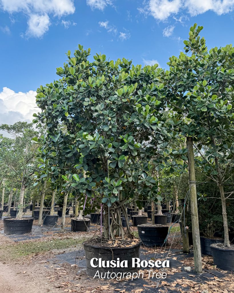 clusia rosea tree aerial roots autograph tree landscape ready