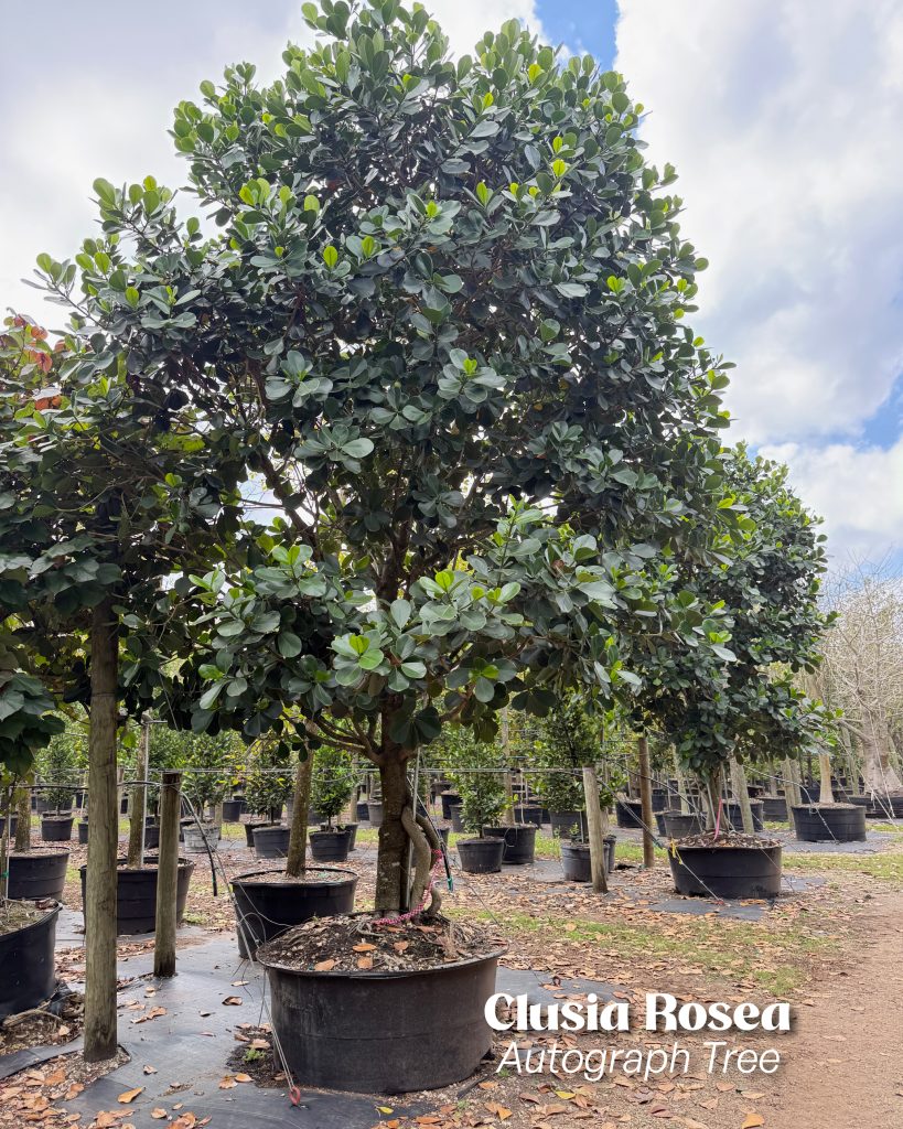 clusia rosea tree aerial roots autograph tree