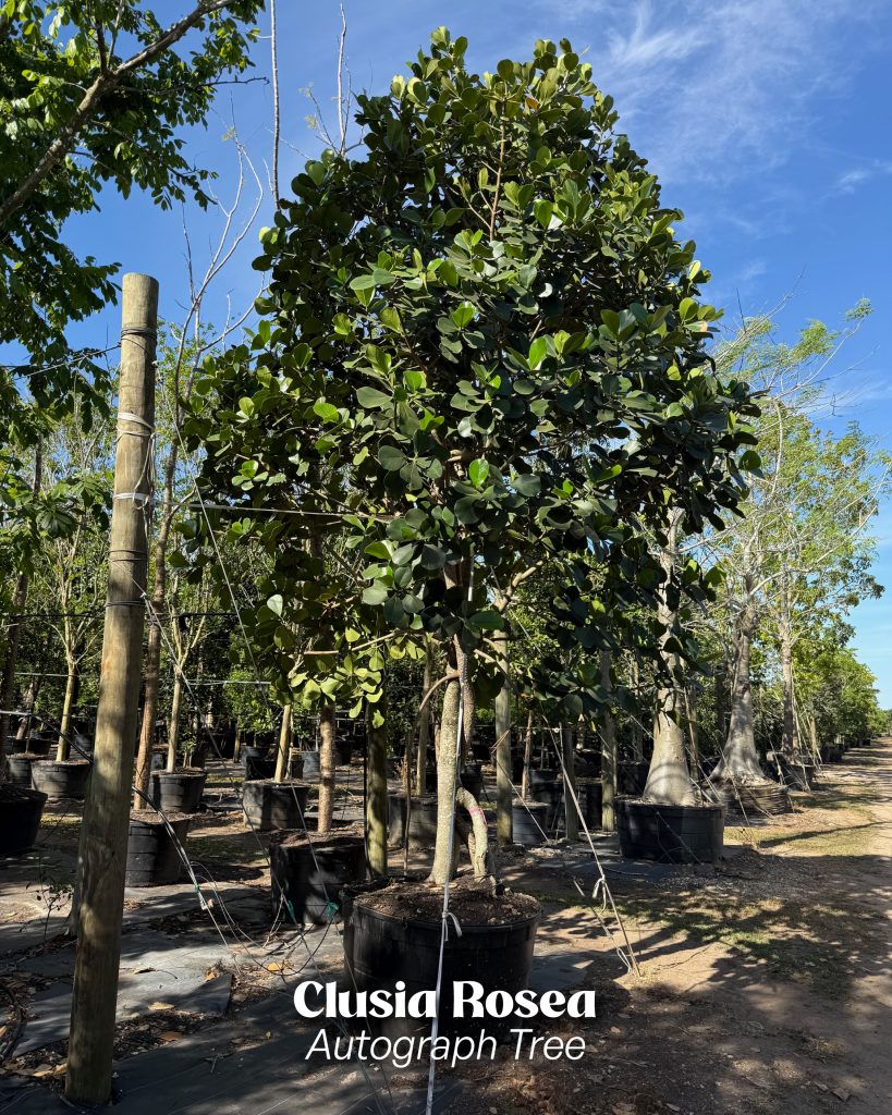 clusia rosea tree aerial roots autograph tree treeworld