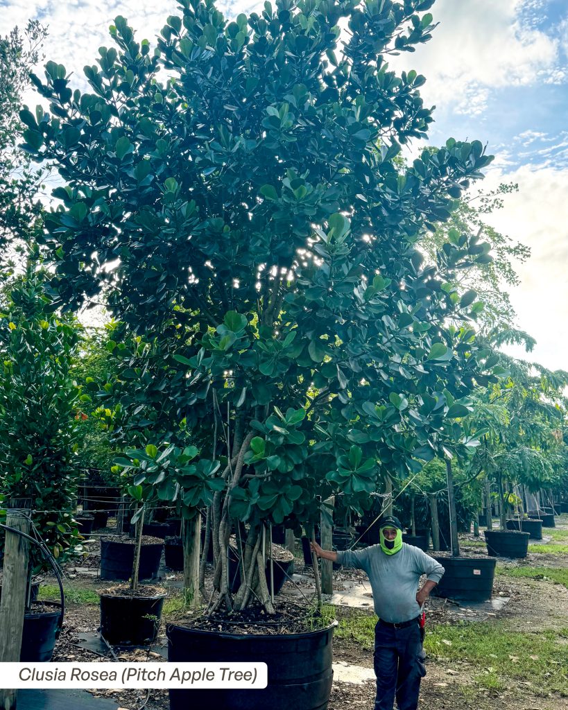 clusia rosea autograph tree aerial roots