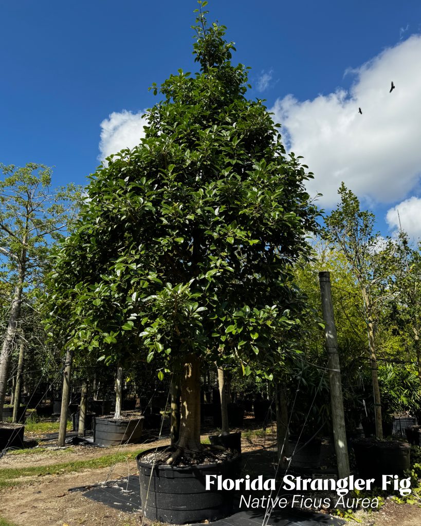 ficus aurea strangler fig 300 gallons