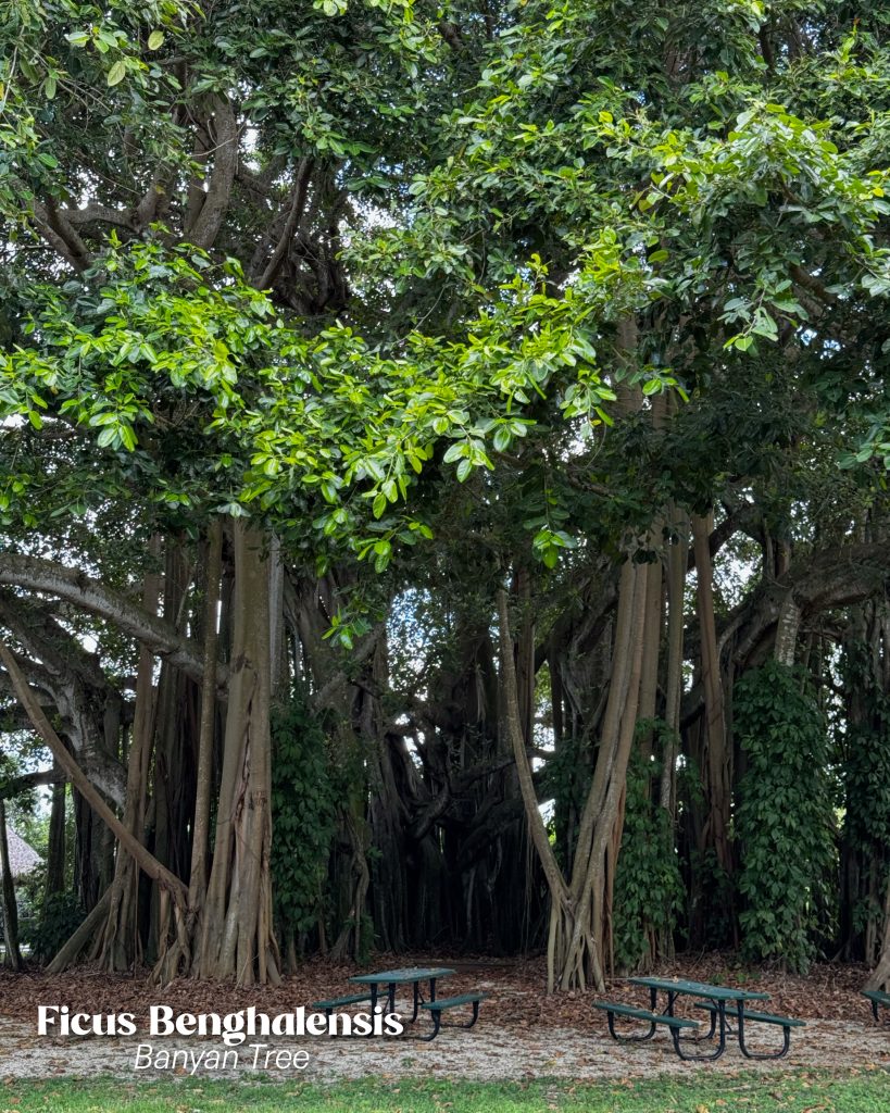 ficus benghalensis aerial roots in landscaping adding ecological value