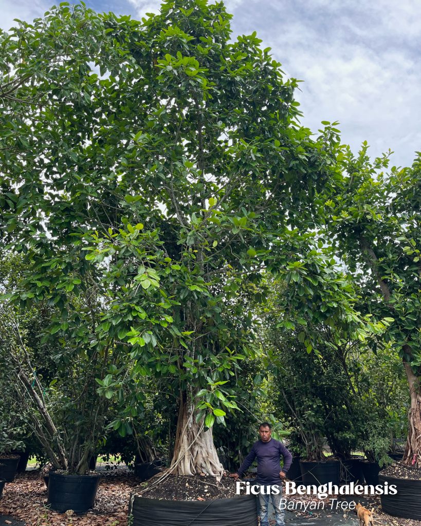 600 gallons banyan tree ficus benghalensis