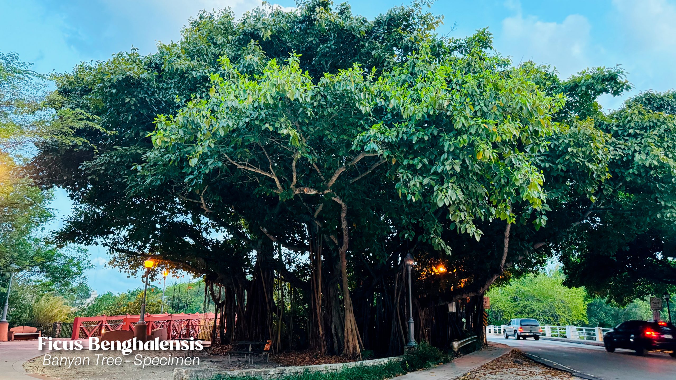 aerial roots specimen ficus benghalensis known as the Banyan tree