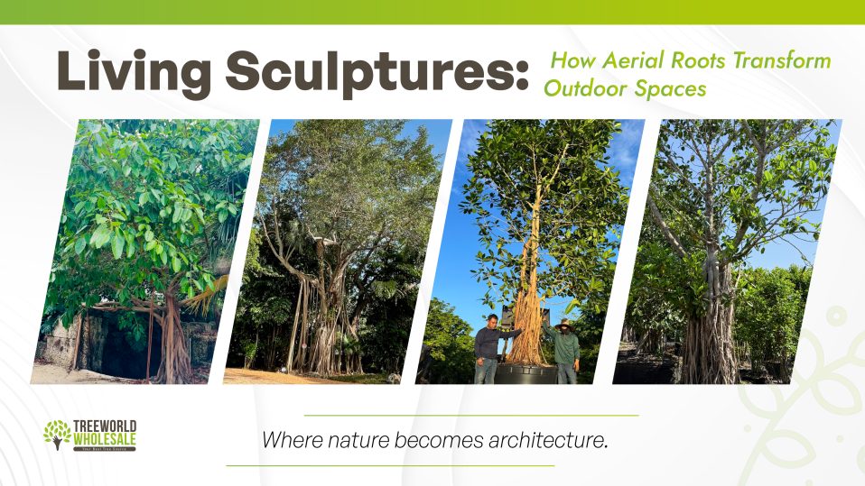 Living Sculptures: How Aerial Roots Transform Outdoor Spaces