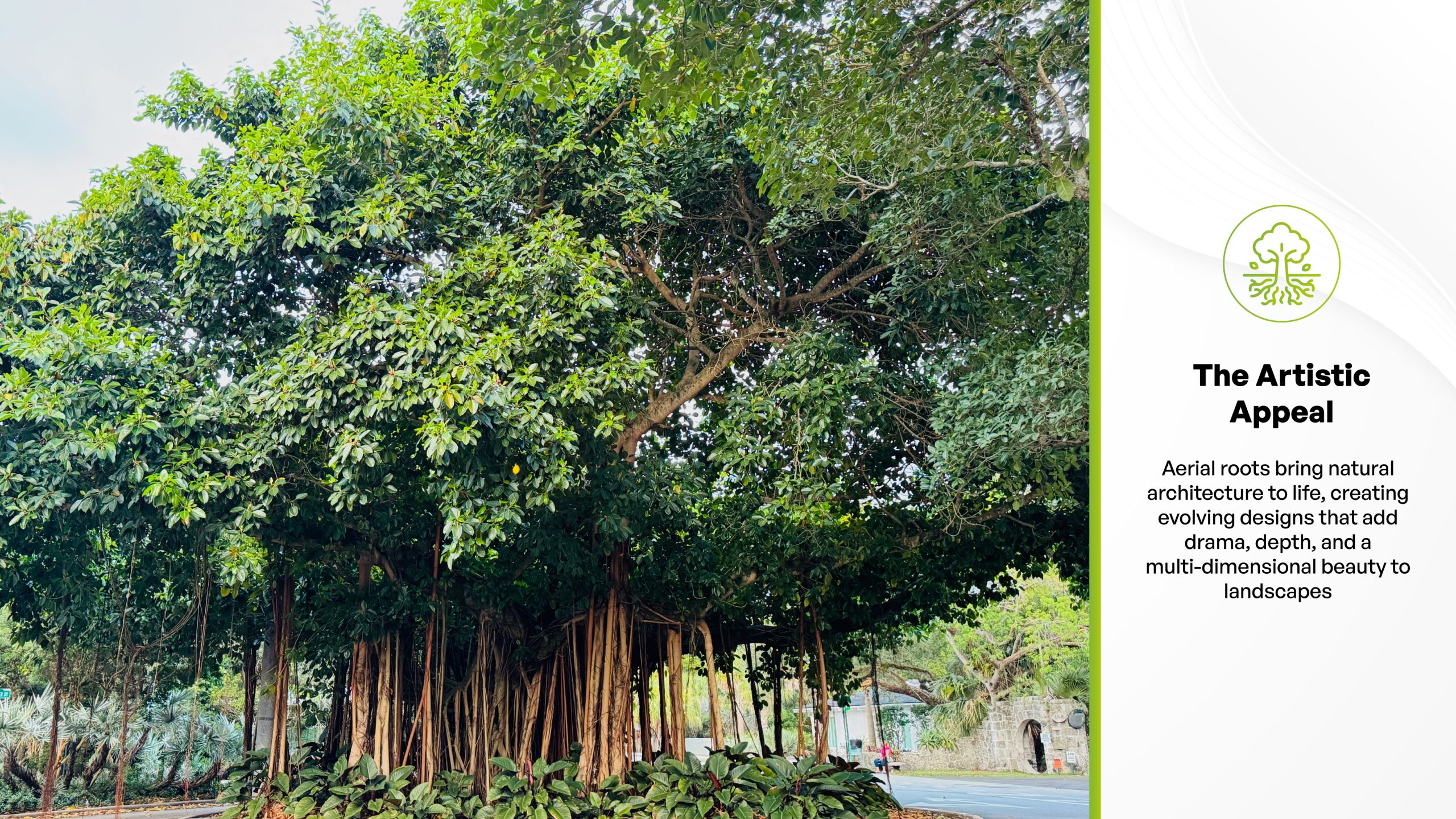 trees with aerial roots ficus benghalensis
