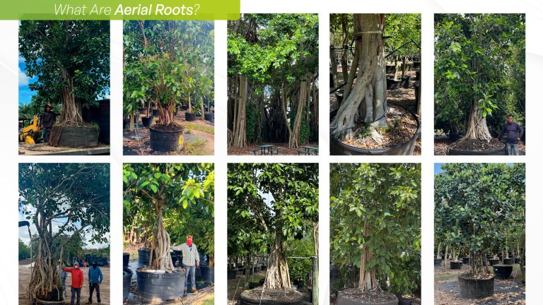 What Are Aerial Roots? Tree Examples | TreeWorld Wholesale