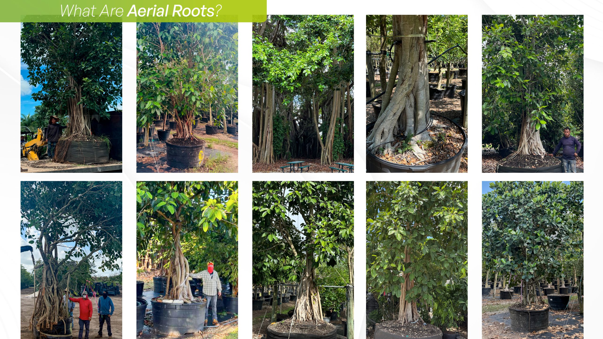 Aerial roots grow above ground, adding strength, resilience, and sculptural beauty while helping trees absorb water and anchor in tough environments.
