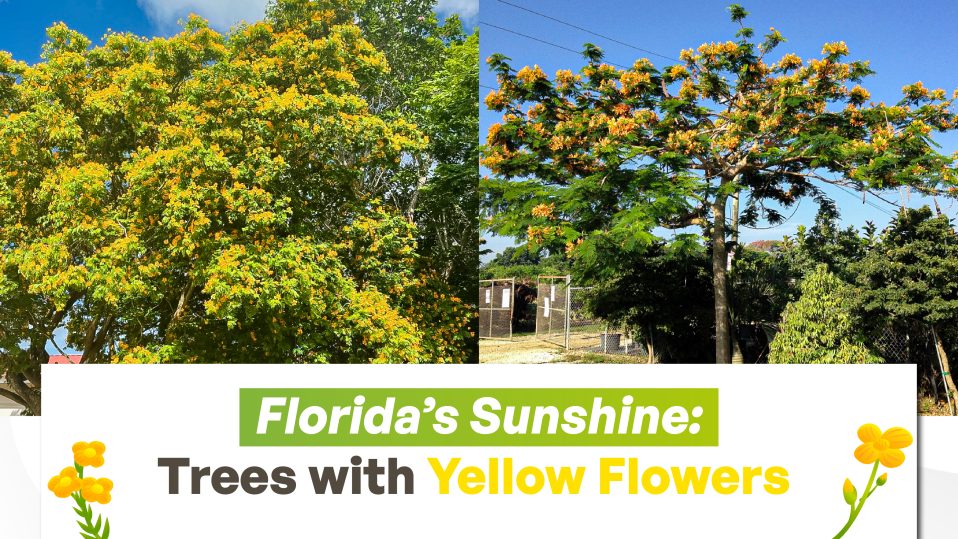 Florida’s Sunshine: Trees with Yellow Flowers