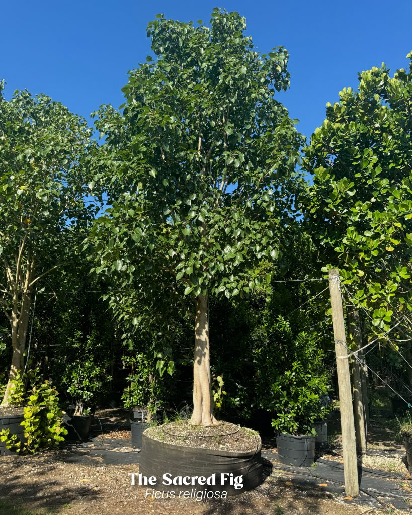 sacred fig ficus religiosa