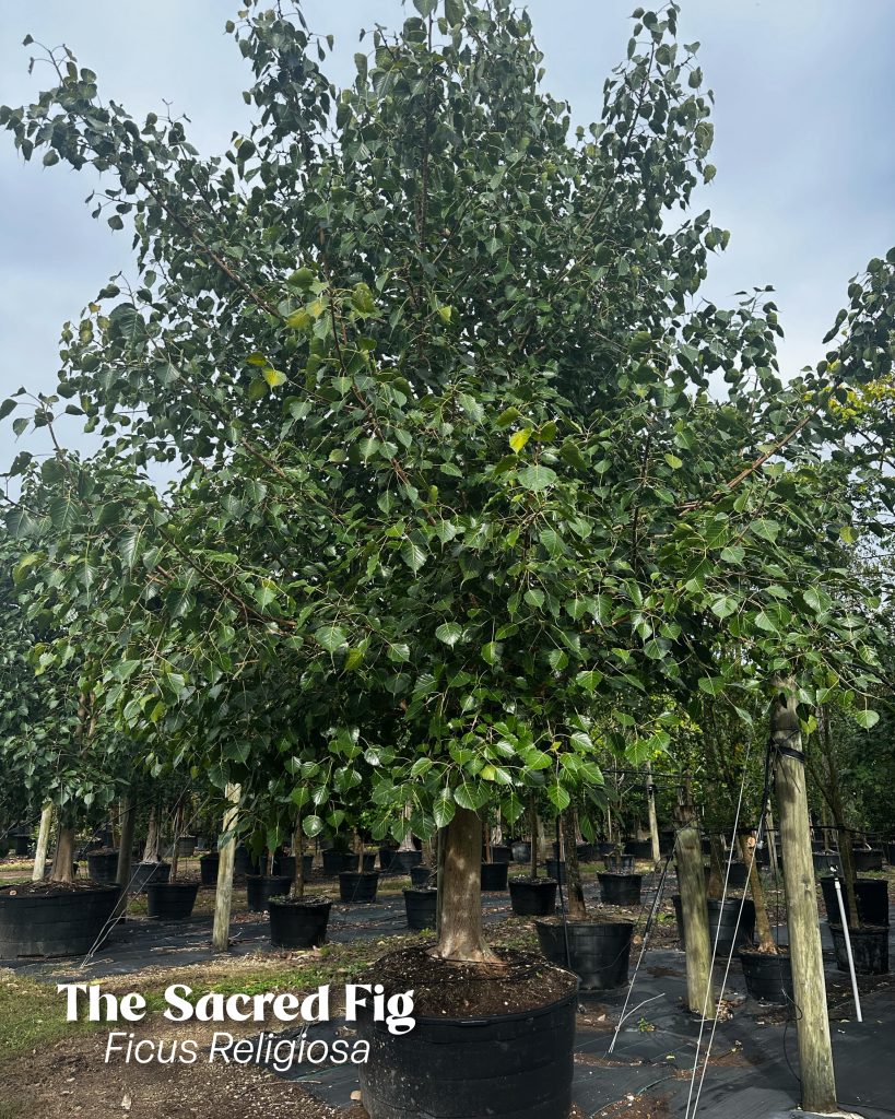 sacred fig ficus religiosa