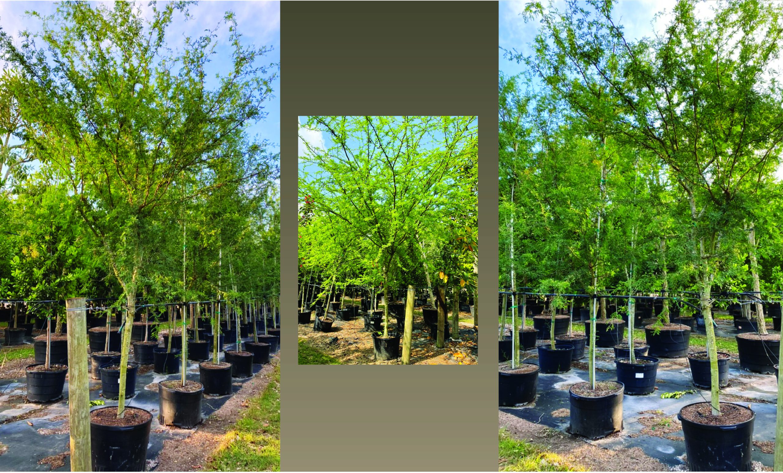 acacia farnesiana-sweet-acacia