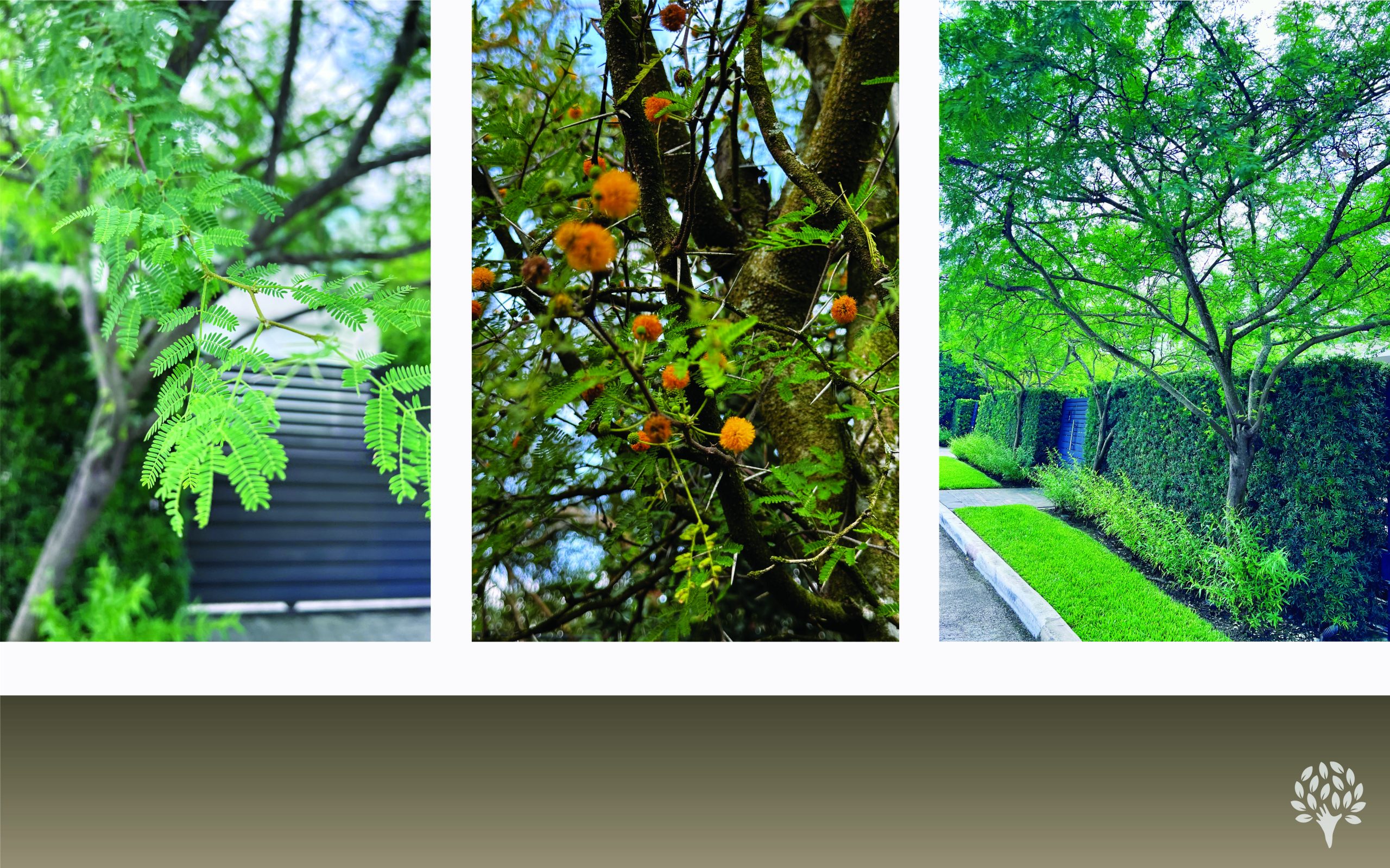 acacia farnesiana sweet acacia landscape displua florida