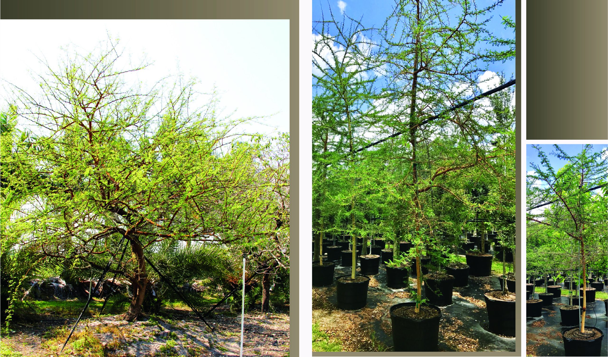 african trees reda acacia in florida