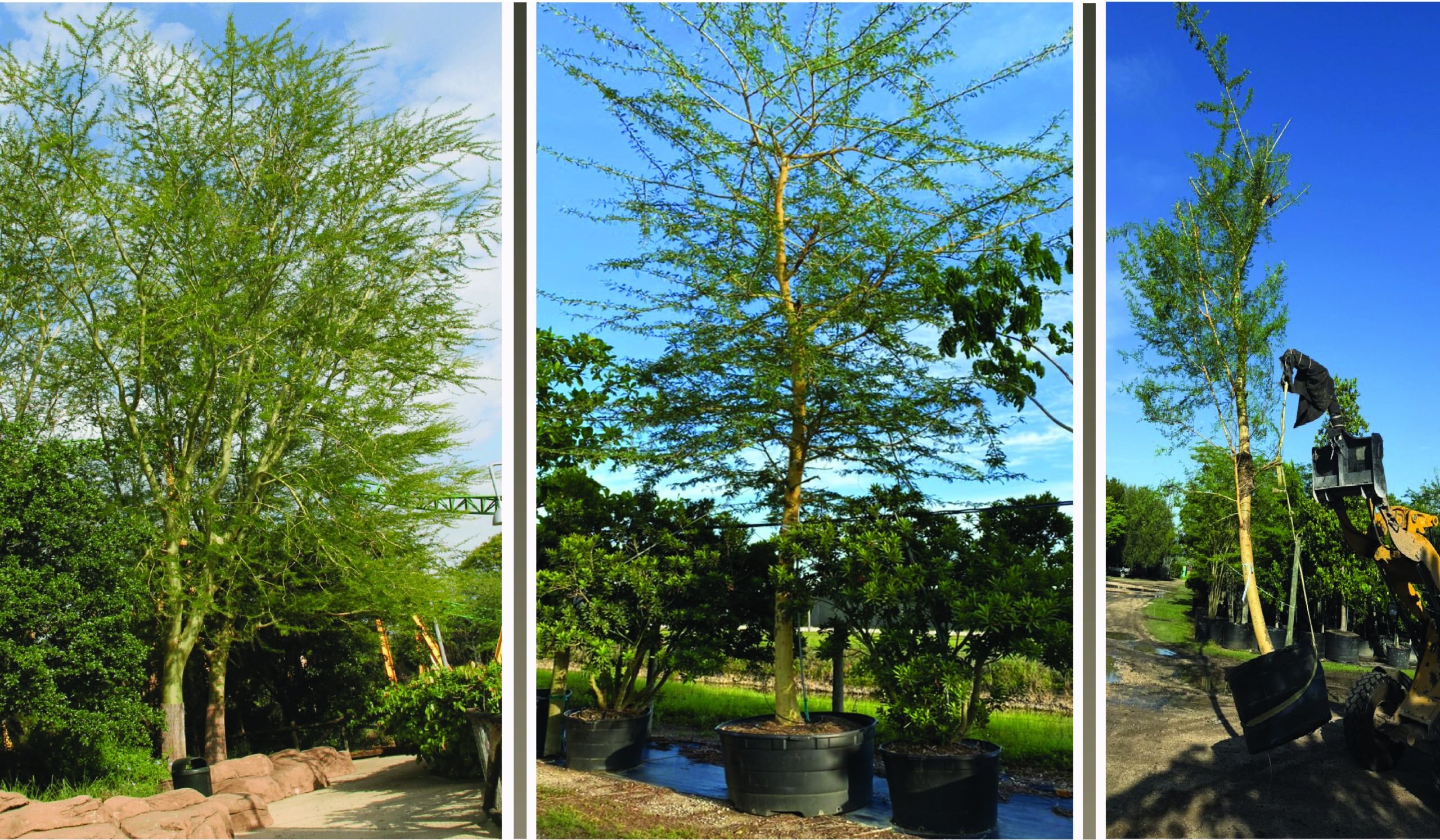 acacia xanthopholea legendary african tree in florida known as fever tree