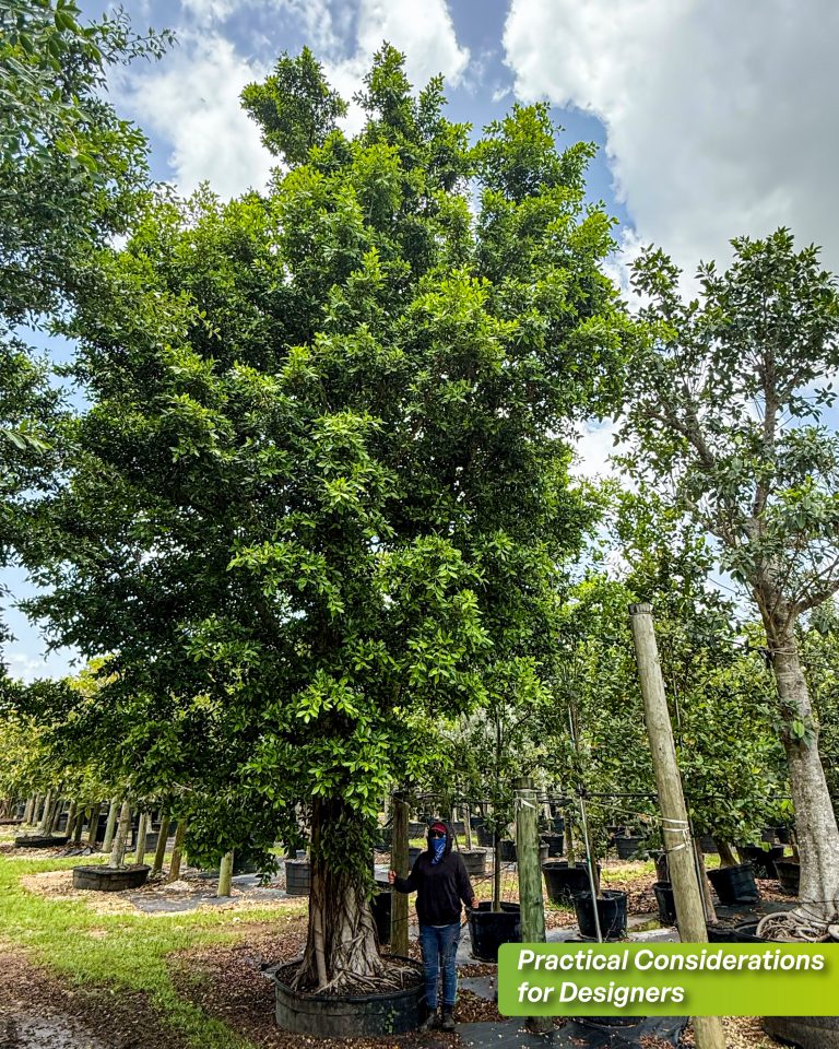 What Are Aerial Roots? Tree Examples | TreeWorld Wholesale