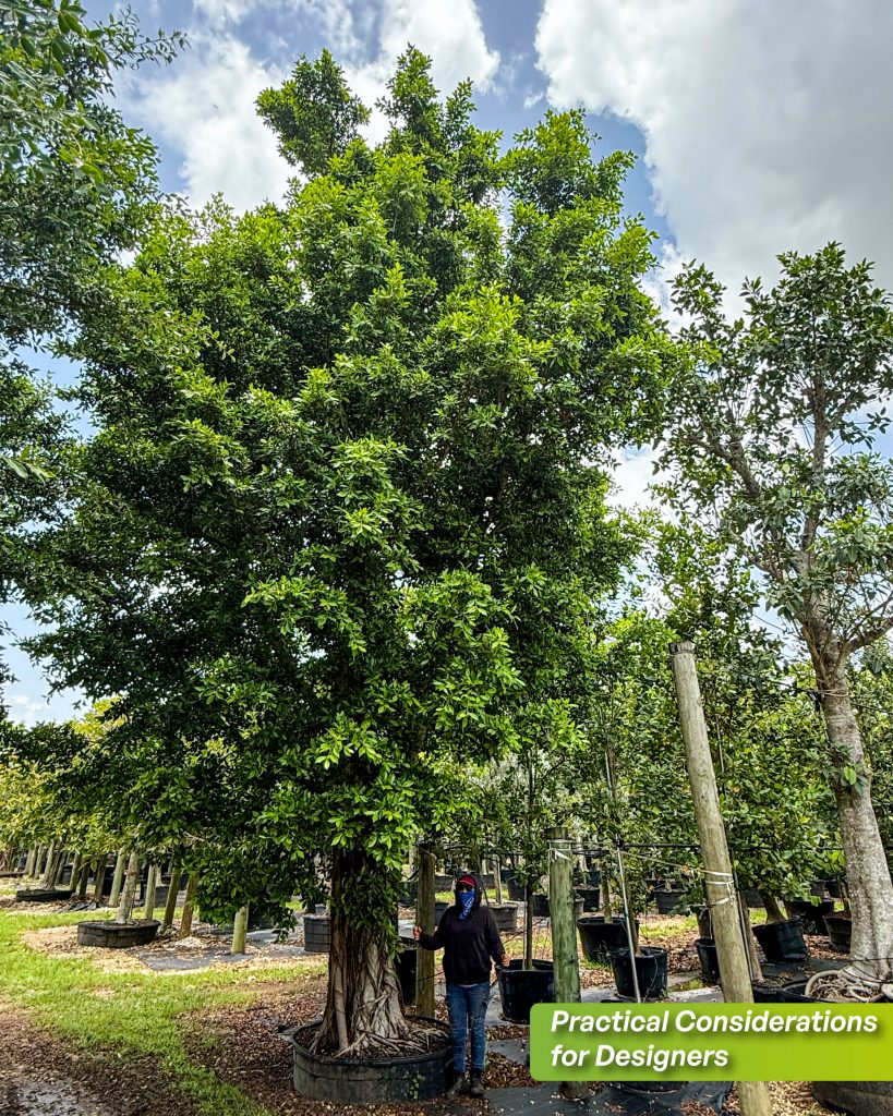tree with aerial root in the garden