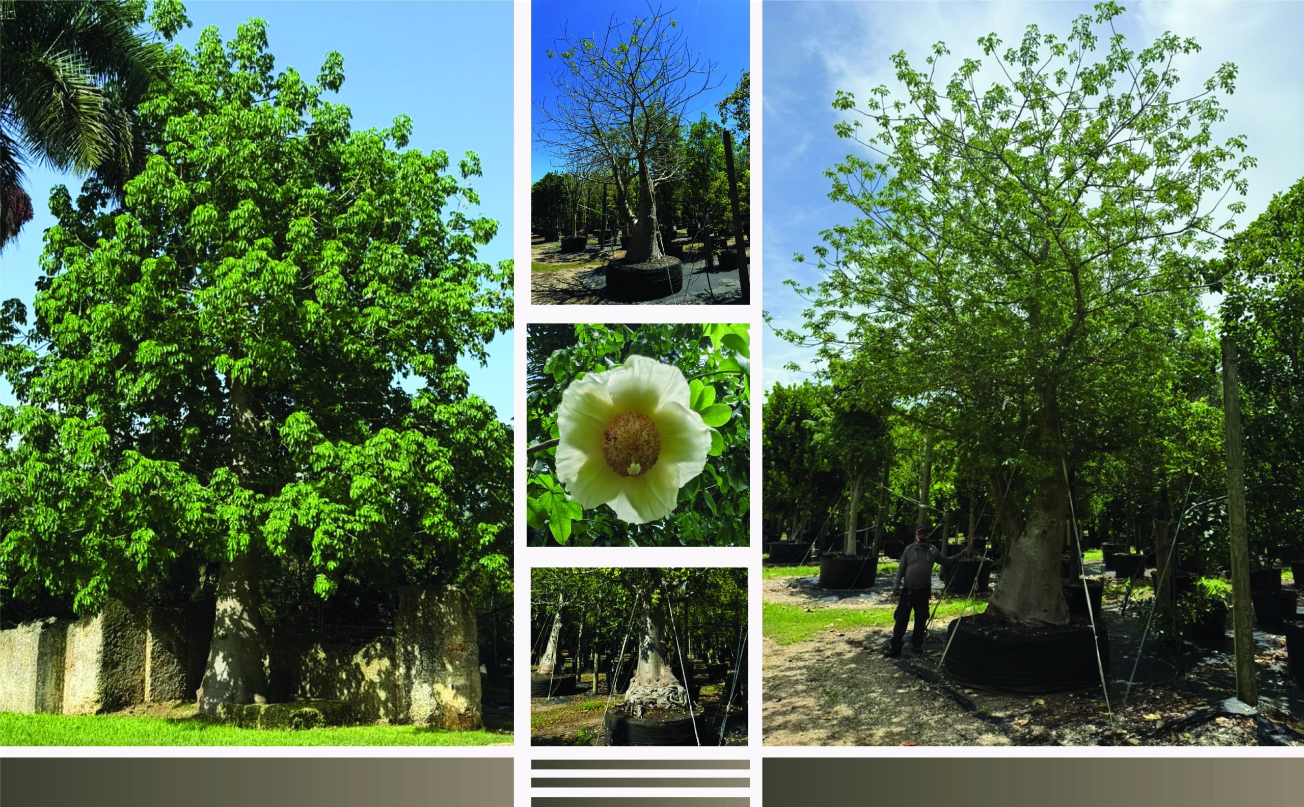 adansonia digitata african baobab tree