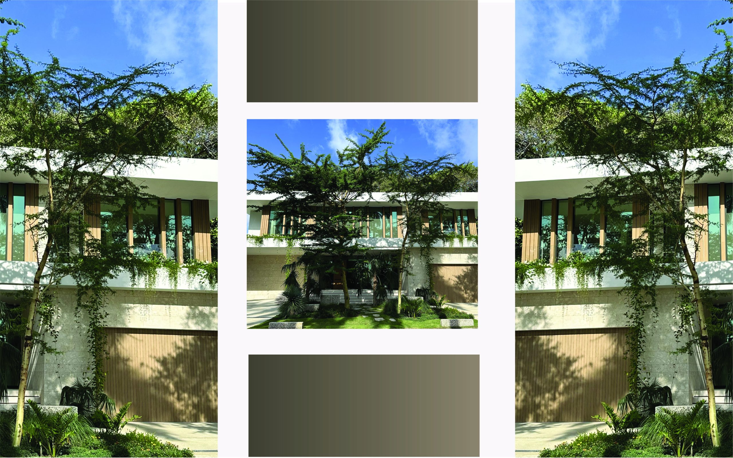 landscape application entrance fever tree acacia xantopholea in florida