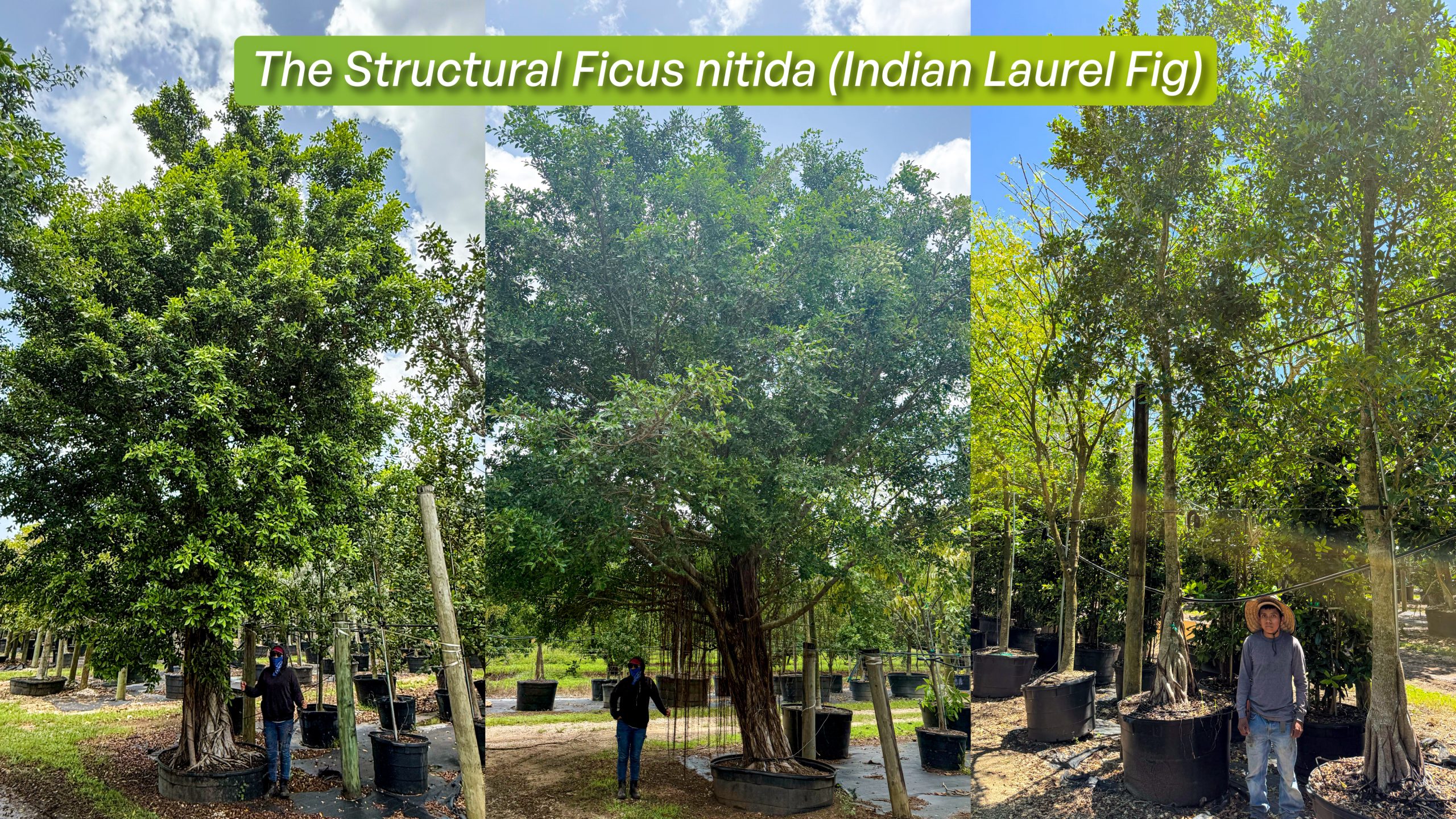 ficus nitida indian laurel fig beautiful aerial roots