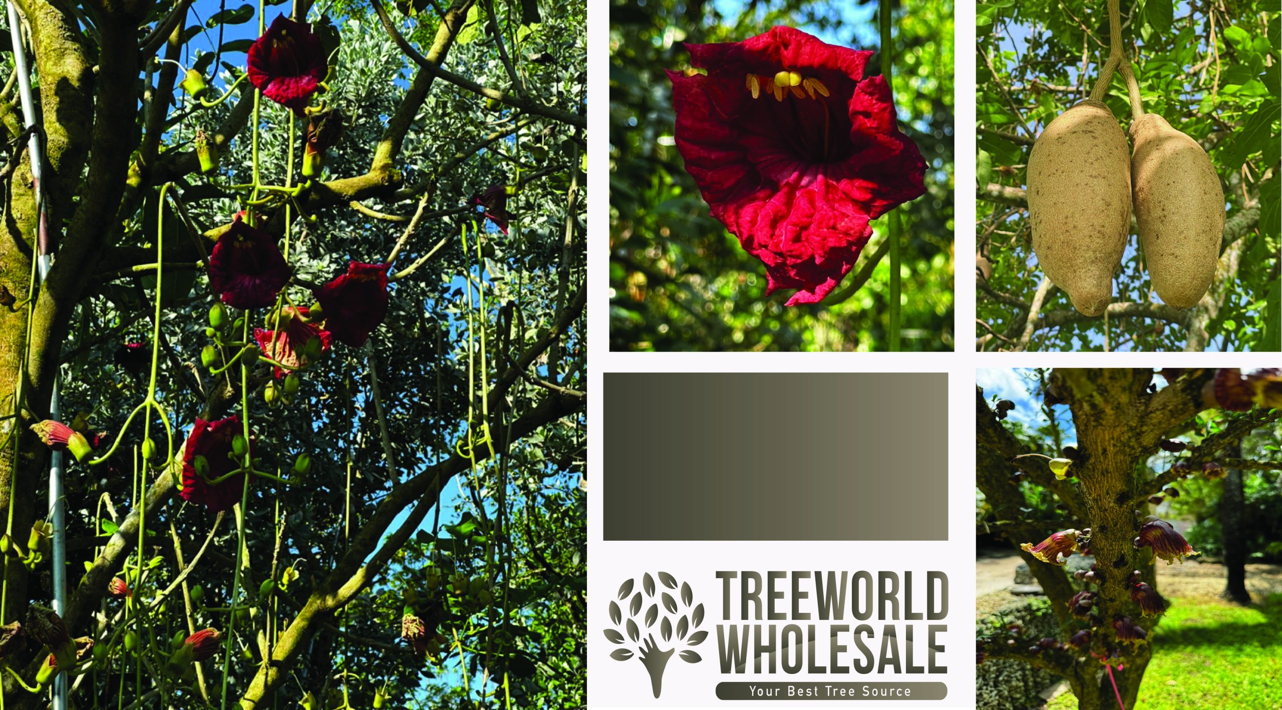 kigelia pinnata known as saussage tree red crimson night flower that attracts bats and wildlife