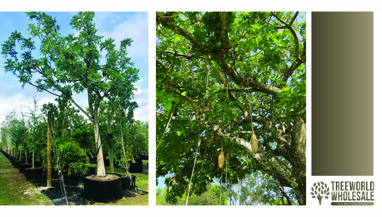 kigelia pinnata saussage tree fruit