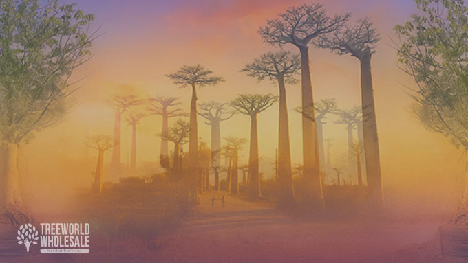 Whispers of the Serengeti: African Trees that Carry Legends