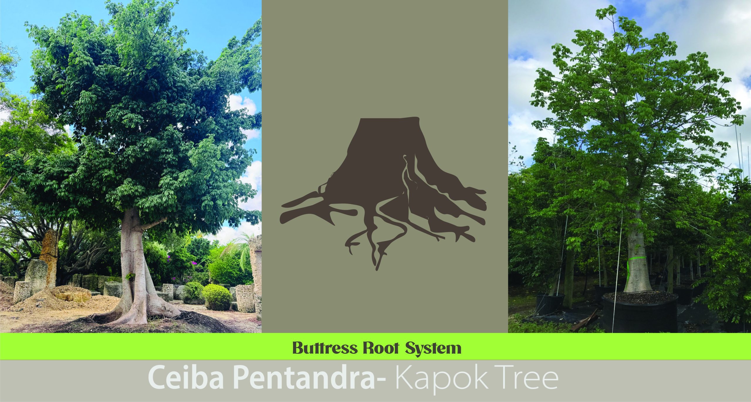 root types Buttress Roots: Nature’s Architectural Support