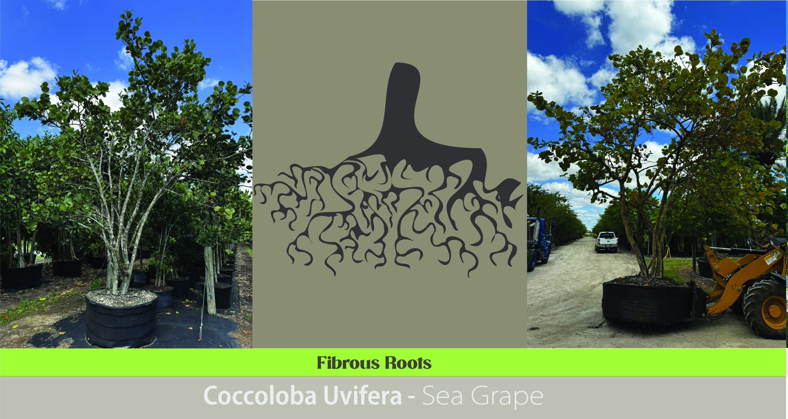 Fibrous Roots: The Hidden Web of Stability and landscape adavantages