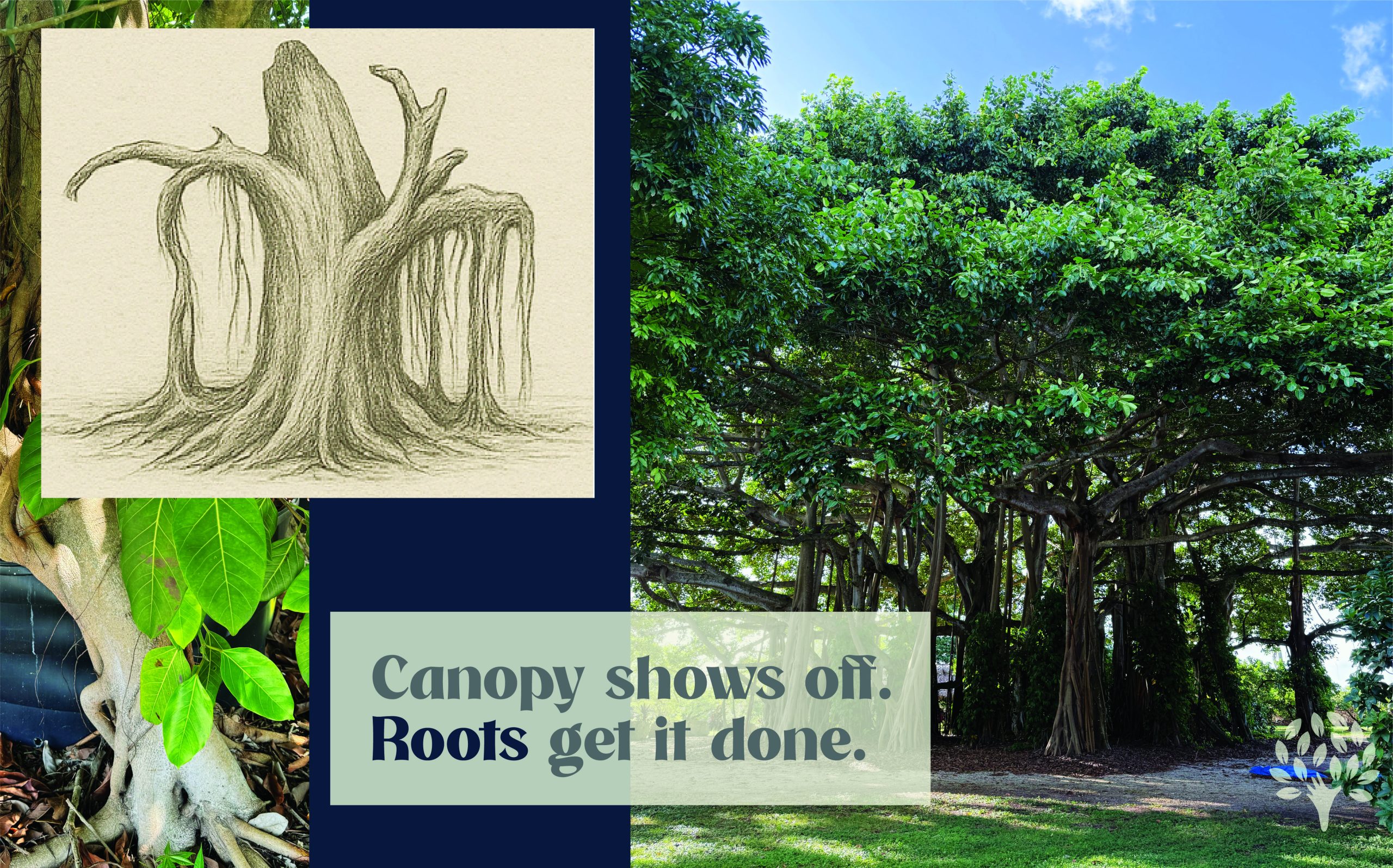 The Importance of a Tree’s Rooting System in Landscape Design