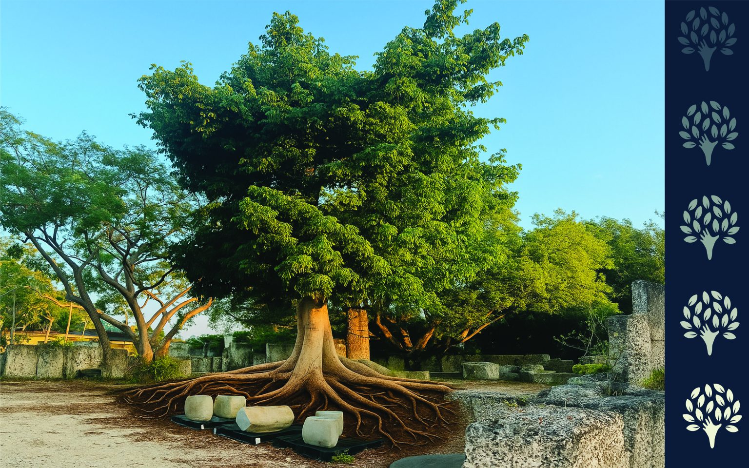 Tree Root System: Types | TreeWorld Wholesale