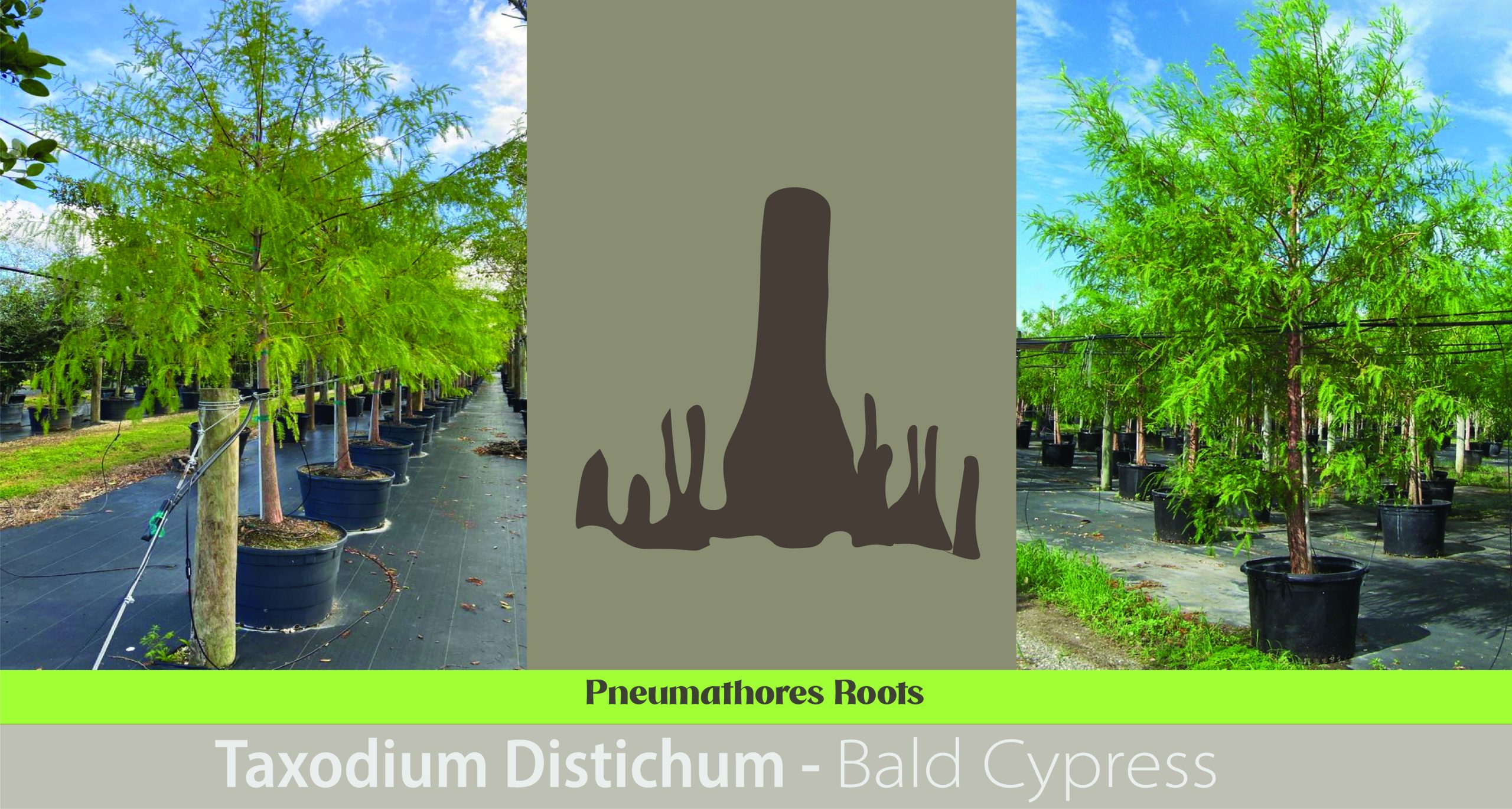 root types Pneumatophores: Roots That Breathe