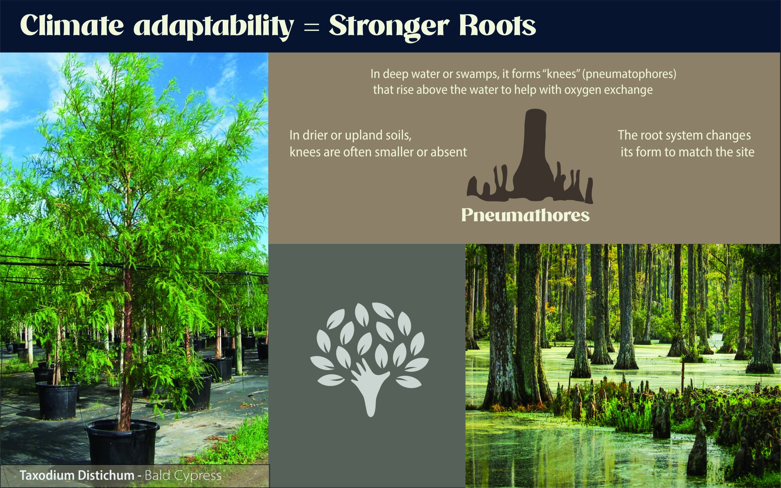 how roots adapt to different climates and why its important when planning a landscape design