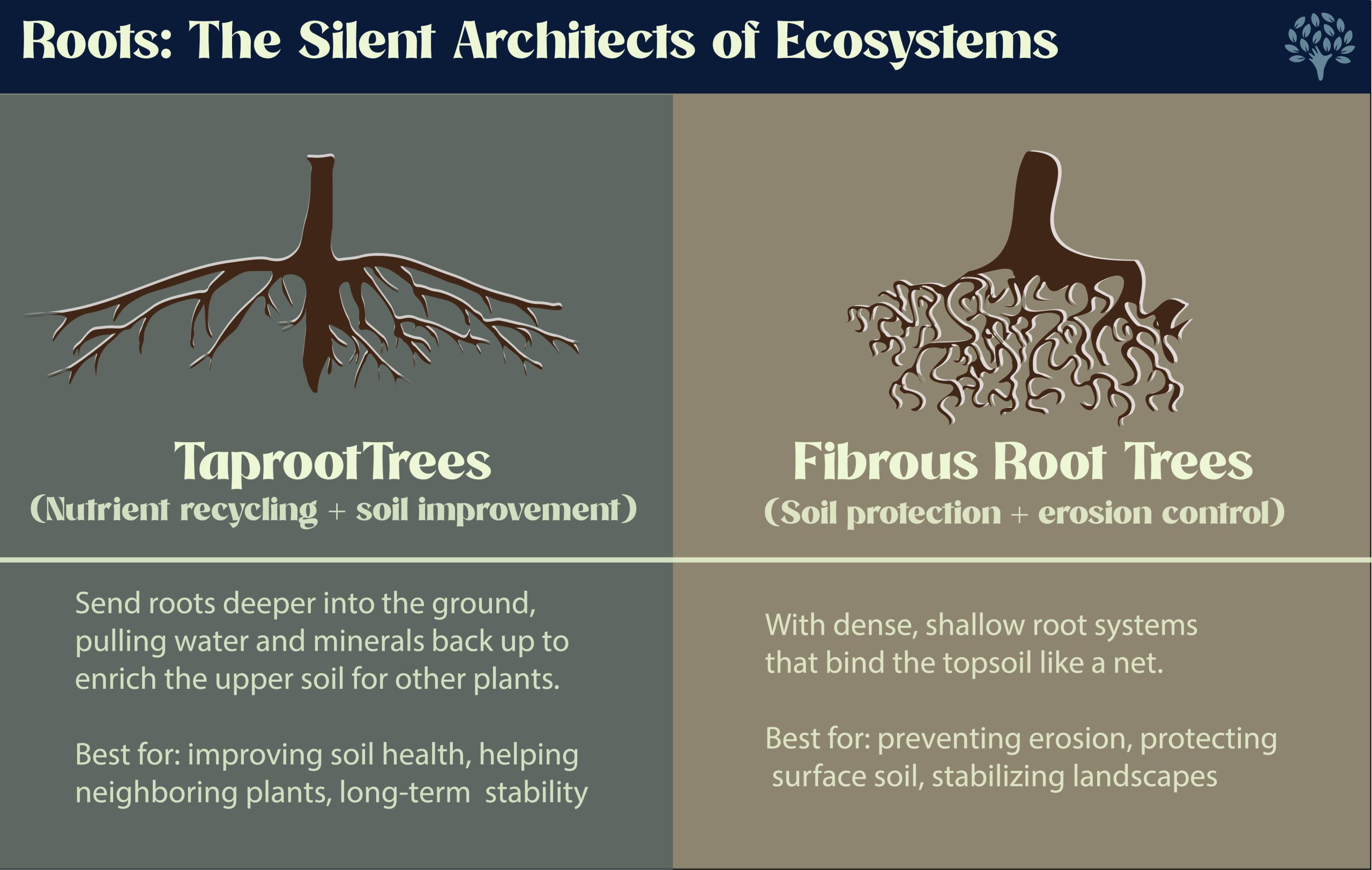 how roots support the ecosystem